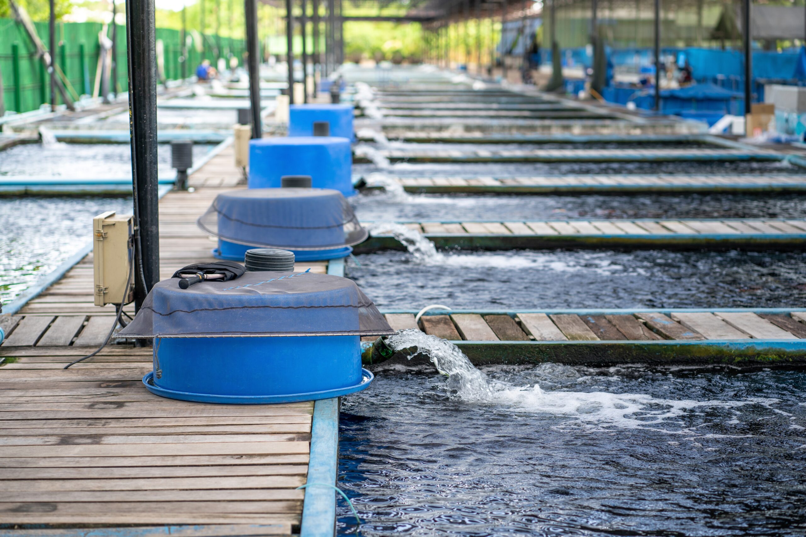 Su pompası borusundan su akış arıtma sistemi. Koi Pond Sazan balık çiftliğinden oksijen için borudan fışkıran suyun hareketi. Su, tüp pvc ile tahliye edildi. Endüstriyel atık su arıtma.