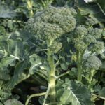 Brokoli
